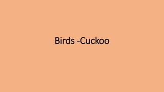 Birds -Cuckoo
 