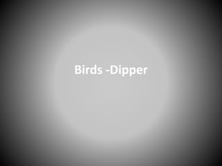 Birds -Dipper
 