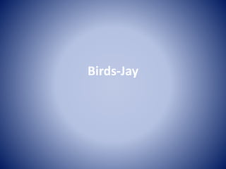 Birds-Jay
 