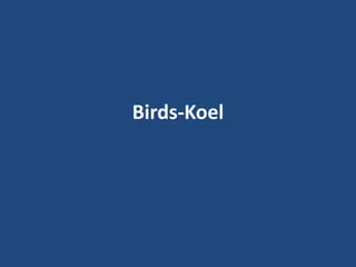 Birds-Koel
 