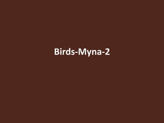 Birds-Myna-2
 