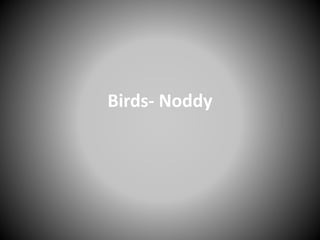 Birds- Noddy
 