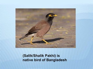 Birds of-bangladesh