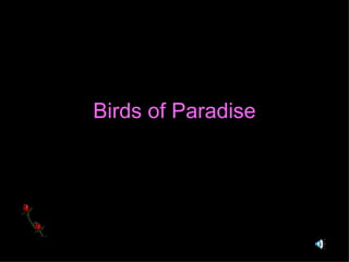 Birds of Paradise 
