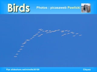 Pps slideshare.net/mireille30100  Cliquez Birds Photos : picasaweb  Pawlicki 