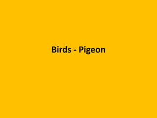 Birds - Pigeon
 