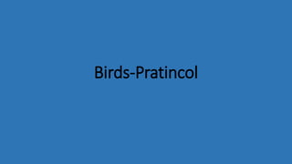 Birds-Pratincol
 