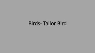 Birds- Tailor Bird
 