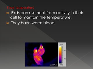 Their temperature
 Birds can use heat from activity in their
cell to mantain the temperature.
 They have warm blood
 