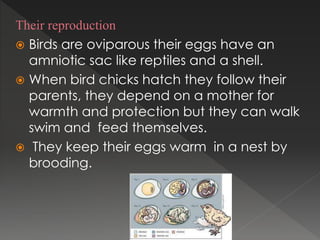 Their reproduction
 Birds are oviparous their eggs have an
amniotic sac like reptiles and a shell.
 When bird chicks hatch they follow their
parents, they depend on a mother for
warmth and protection but they can walk
swim and feed themselves.
 They keep their eggs warm in a nest by
brooding.
 