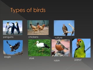 penguins chickens vulture
eagle
stork
robin parrot
 