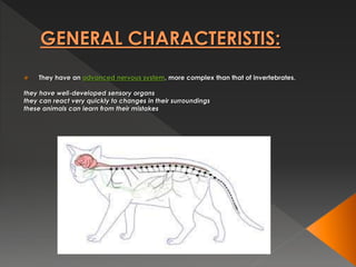 GENERAL CHARACTERISTIS:
 They have an advanced nervous system, more complex than that of invertebrates.
they have well-developed sensory organs
they can react very quickly to changes in their surroundings
these animals can learn from their mistakes
 