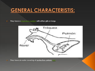 GENERAL CHARACTERISTIS:
 They have a respiratory system with either gills or lungs.
 They have an outer covering of protective cellular skin.
 