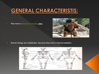 GENERAL CHARACTERISTIS:
 They have a bilateral symmetry plan.
 Human beings are vertebrates, because they have a internal skeleton.
 