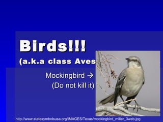 Birds!!! (a.k.a class Aves)   Mockingbird   (Do not kill it) http://www.statesymbolsusa.org/IMAGES/Texas/mockingbird_miller_3web.jpg 