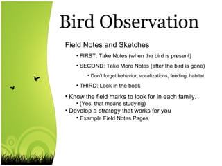 Birds 101 | PPT