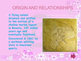 ORIGIN AND RELATIONSHIPS
 A flying animal           Figure below show Archeoptryx, a 147-
  drowned and settled       million-year-old reliative of modern bird

  to the bottom of a
  shallow marine lagoon
  in Bavaria, 147 million
  years ago and
  eventually fossilized.
 Discovered in 1861 by
  a workman splitting
  slate in limestone
  quarry.
 