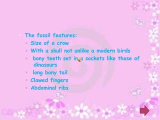 The fossil features:
   Size of a crow
   With a skull not unlike a modern birds
    bony teeth set in a sockets like those of
     dinasours
   long bony tail
   Clawed fingers
   Abdominal ribs
 