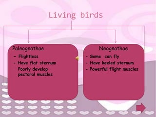 Living birds


Paleognathae                 Neognathae
- Flightless           - Some can fly
- Have flat sternum    - Have keeled sternum
- Poorly develop       - Powerful flight muscles
  pectoral muscles
 