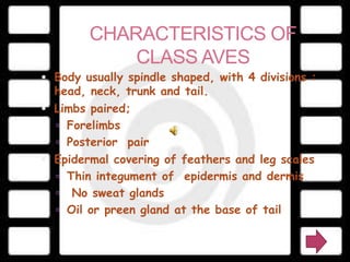 CHARACTERISTICS OF
            CLASS AVES
 Body usually spindle shaped, with 4 divisions :
  head, neck, trunk and tail.
 Limbs paired;
   Forelimbs
   Posterior pair
 Epidermal covering of feathers and leg scales
   Thin integument of epidermis and dermis
   No sweat glands
   Oil or preen gland at the base of tail
 