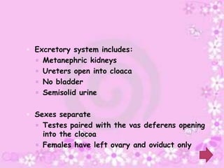  Excretory system includes:
   Metanephric kidneys
   Ureters open into cloaca
   No bladder
   Semisolid urine


 Sexes separate
   Testes paired with the vas deferens opening
    into the clocoa
   Females have left ovary and oviduct only
 