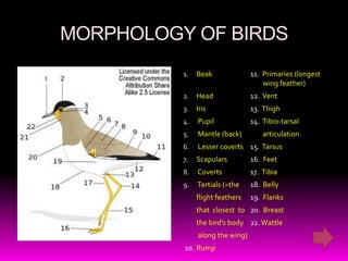 MORPHOLOGY OF BIRDS
          1.   Beak              11. Primaries (longest
                                     wing feather)
          2. Head                12. Vent
          3.   Iris              13. Thigh
          4.   Pupil             14. Tibio-tarsal
          5.   Mantle (back)         articulation
          6.   Lesser coverts 15. Tarsus
          7.   Scapulars         16. Feet
          8.   Coverts           17. Tibia
          9.   Tertials (=the    18. Belly
               flight feathers   19. Flanks
               that closest to 20. Breast
               the bird's body 22. Wattle
               along the wing)
          10. Rump
 