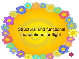 Structural and functional
  adaptations for flight.
 
