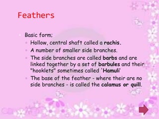 Feathers

 Basic form;
   Hollow, central shaft called a rachis.
   A number of smaller side branches.
   The side branches are called barbs and are
    linked together by a set of barbules and their
    "hooklets" sometimes called 'Hamuli‘
   The base of the feather - where their are no
    side branches - is called the calamus or quill.
 