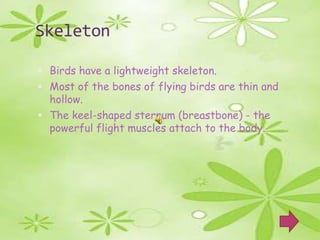 Skeleton

 Birds have a lightweight skeleton.
 Most of the bones of flying birds are thin and
  hollow.
 The keel-shaped sternum (breastbone) - the
  powerful flight muscles attach to the body.
 