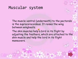 Muscular system

 The muscle ventral (underneath) to the pectorals
  is the supracoracoideus. It raises the wing
  between wingbeats.
 The skin muscles help a bird in its flight by
  adjusting the feathers, which are attached to the
  skin muscle and help the bird in its flight
  maneuvers.
 