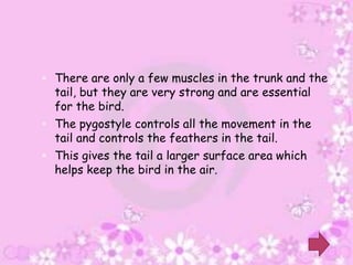  There are only a few muscles in the trunk and the
  tail, but they are very strong and are essential
  for the bird.
 The pygostyle controls all the movement in the
  tail and controls the feathers in the tail.
 This gives the tail a larger surface area which
  helps keep the bird in the air.
 