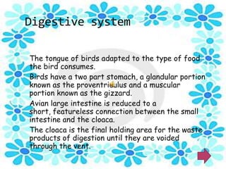 Digestive system

 The tongue of birds adapted to the type of food
  the bird consumes.
 Birds have a two part stomach, a glandular portion
  known as the proventriculus and a muscular
  portion known as the gizzard.
 Avian large intestine is reduced to a
  short, featureless connection between the small
  intestine and the cloaca.
 The cloaca is the final holding area for the waste
  products of digestion until they are voided
  through the vent.
 