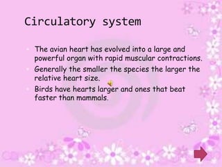 Circulatory system

 The avian heart has evolved into a large and
  powerful organ with rapid muscular contractions.
 Generally the smaller the species the larger the
  relative heart size.
 Birds have hearts larger and ones that beat
  faster than mammals.
 