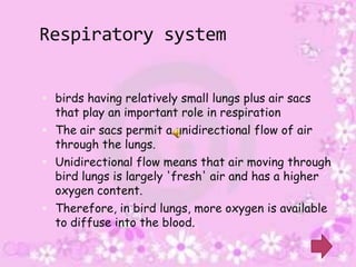 Respiratory system


 birds having relatively small lungs plus air sacs
  that play an important role in respiration
 The air sacs permit a unidirectional flow of air
  through the lungs.
 Unidirectional flow means that air moving through
  bird lungs is largely 'fresh' air and has a higher
  oxygen content.
 Therefore, in bird lungs, more oxygen is available
  to diffuse into the blood.
 