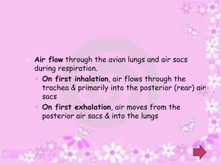  Air flow through the avian lungs and air sacs
  during respiration.
   On first inhalation, air flows through the
    trachea & primarily into the posterior (rear) air
    sacs
   On first exhalation, air moves from the
    posterior air sacs & into the lungs
 
