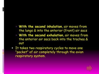  With the second inhalation, air moves from
    the lungs & into the anterior (front) air sacs
   With the second exhalation, air moves from
    the anterior air sacs back into the trachea &
    out
 It takes two respiratory cycles to move one
  "packet" of air completely through the avian
  respiratory system.
 