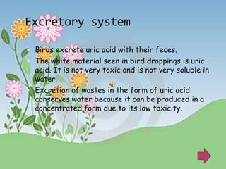 Excretory system

 Birds excrete uric acid with their feces.
 The white material seen in bird droppings is uric
  acid. It is not very toxic and is not very soluble in
  water.
 Excretion of wastes in the form of uric acid
  conserves water because it can be produced in a
  concentrated form due to its low toxicity.
 