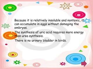  Because it is relatively insoluble and nontoxic, it
  can accumulate in eggs without damaging the
  embryos.
 The synthesis of uric acid requires more energy
  than urea synthesis.
 There is no urinary bladder in birds.
 