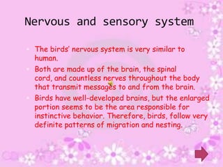 Nervous and sensory system

 The birds’ nervous system is very similar to
  human.
 Both are made up of the brain, the spinal
  cord, and countless nerves throughout the body
  that transmit messages to and from the brain.
 Birds have well-developed brains, but the enlarged
  portion seems to be the area responsible for
  instinctive behavior. Therefore, birds, follow very
  definite patterns of migration and nesting.
 