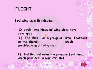 FLIGHT

 Bird wing as a lift device


      In birds, two kinds of wing slots have
      developed :
       1) The alula , or a group of small feathers
      on the thumb,                   which
      provides a mid -wing slot

      2) Slotting between the primary feathers,
      which provides a wing-tip slot.
 