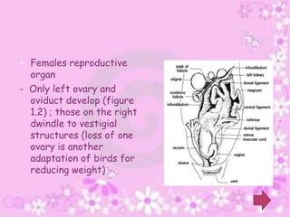  Females reproductive
  organ
- Only left ovary and
  oviduct develop (figure
  1.2) ; those on the right
  dwindle to vestigial
  structures (loss of one
  ovary is another
  adaptation of birds for
  reducing weight)
 