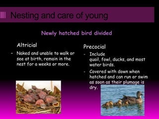 Nesting and care of young
              Newly hatched bird divided

  Altricial                     Precocial
- Naked and unable to walk or   -   Include
  see at birth, remain in the       quail, fowl, ducks, and most
  nest for a weeks or more.         water birds.
                                -   Covered with down when
                                    hatched and can run or swim
                                    as soon as their plumage is
                                    dry.
 