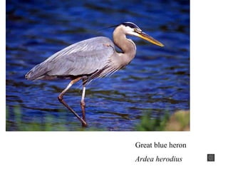 Great blue heron 
Ardea herodius 
 