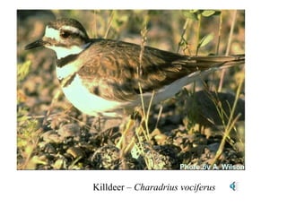 Killdeer – Charadrius vociferus 
 