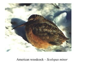American woodcock – Scolopax minor 
 