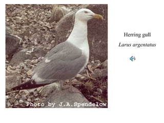 Herring gull 
Larus argentatus 
 