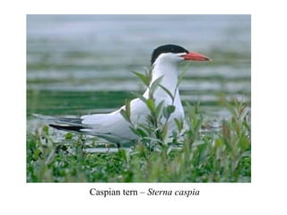 Caspian tern – Sterna caspia 
 