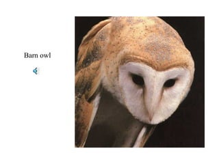 Barn owl 
 