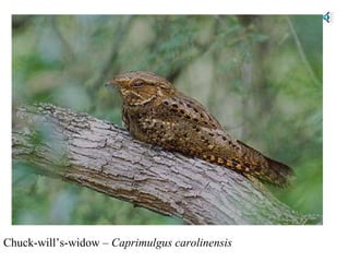 Chuck-will’s-widow – Caprimulgus carolinensis 
 