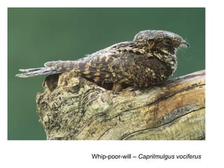 Whip-poor-will – Caprilmulgus vociferus 
 